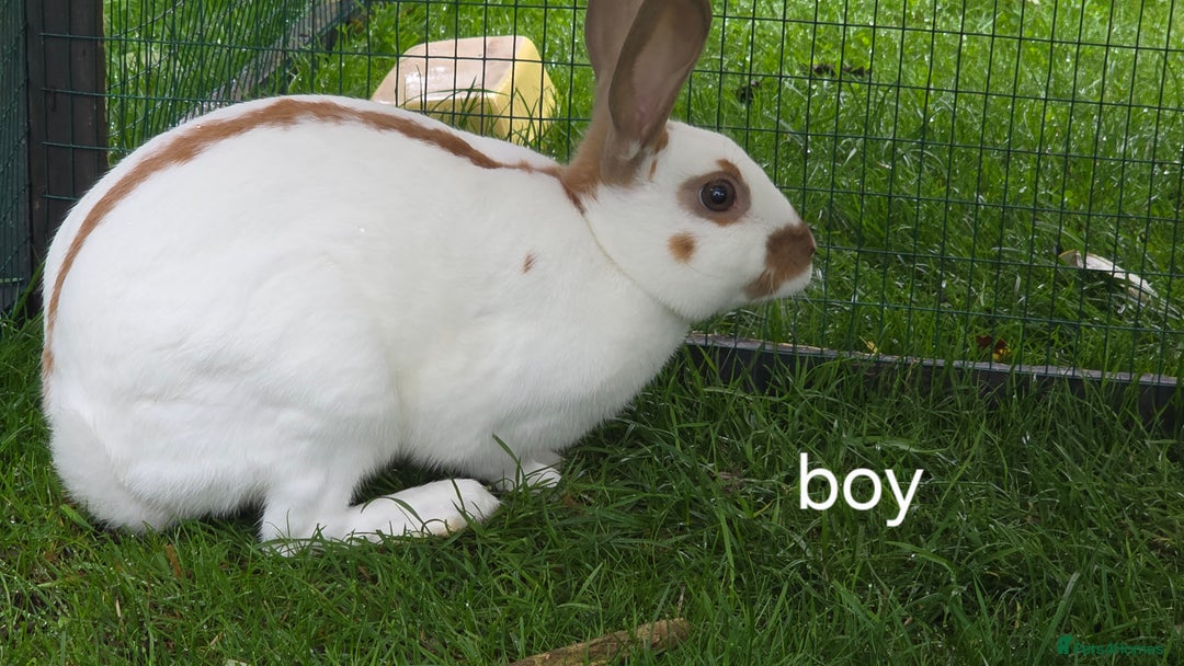 English Spot rabbits for sale: Torte English spot  - Image 5