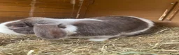 Dwarf Lop rabbits for sale: Gorgeous Dwarf Lop bunnies - 1 buck left - Advert 3