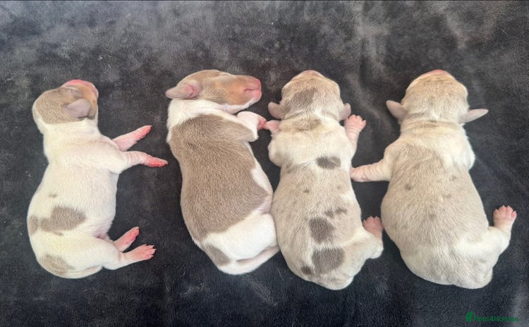 Miniature Dachshund dogs - Advert 3