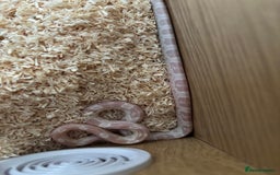 Corn Snake reptiles for sale: Snowie corn snake  - Image 3