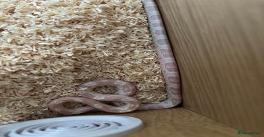 Corn Snake reptiles - Advert 2