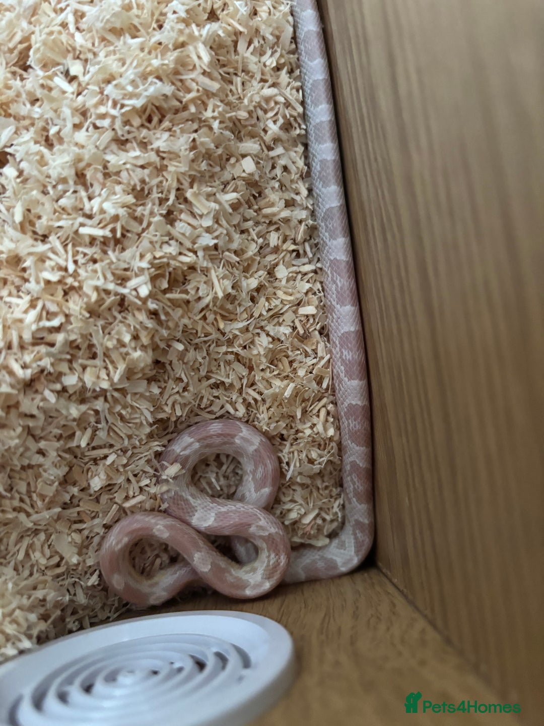 Corn Snake reptiles for sale: Snowie corn snake  - Image 3
