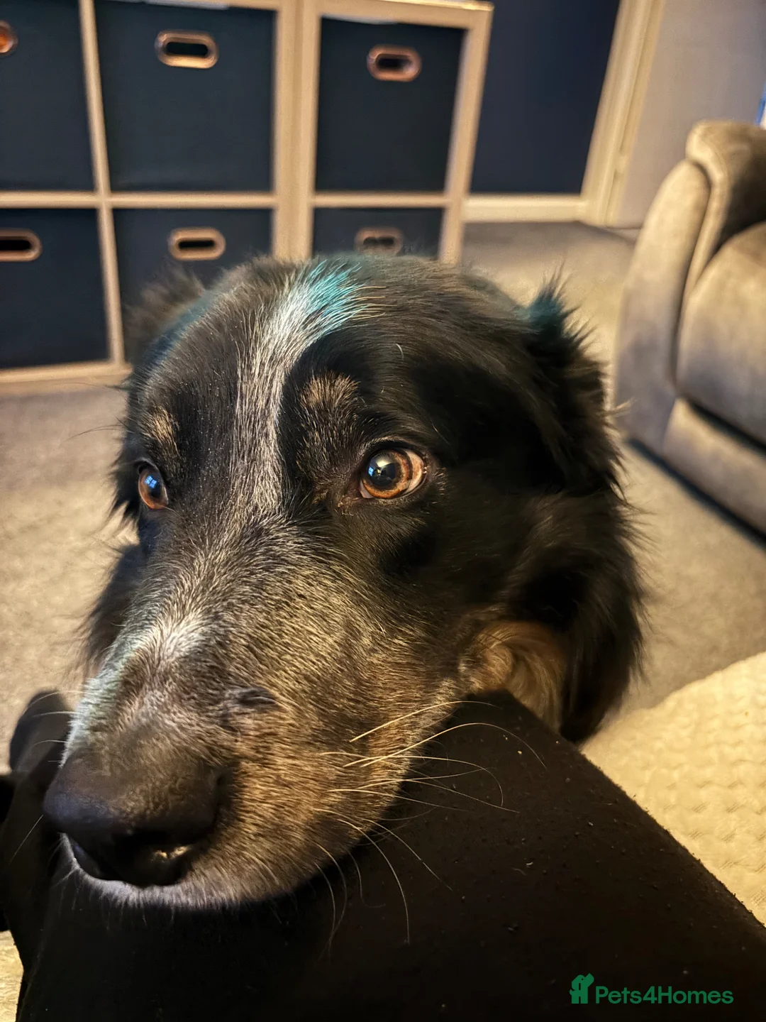 Border Collie dogs for sale: Ted needs an adult household - Advert 2