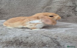 Mini Lop rabbits for sale: Mini lop for sale - Advert 3
