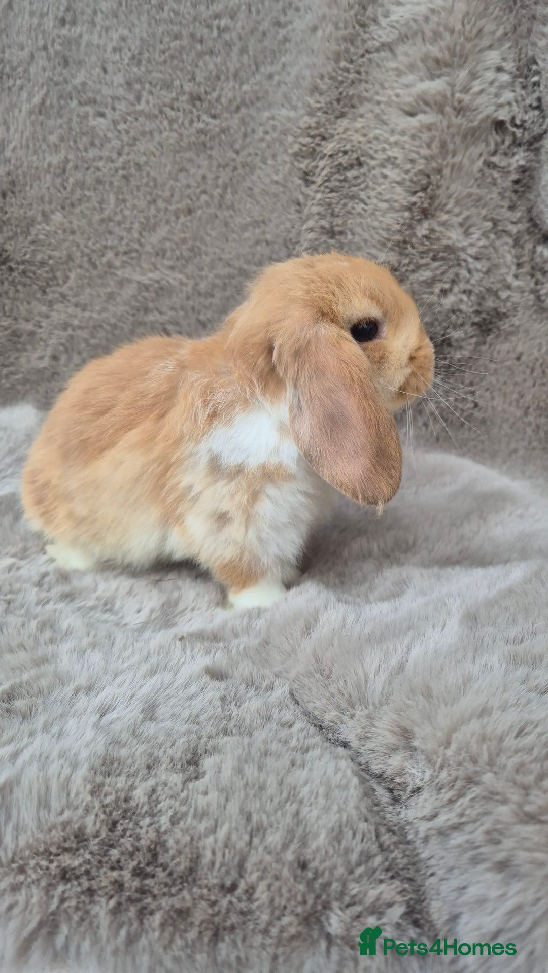 Mini Lop rabbits for sale: Mini lop for sale - Advert 3
