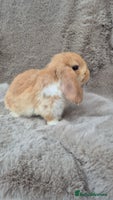 Mini Lop rabbits Mini lop for sale - Advert 3