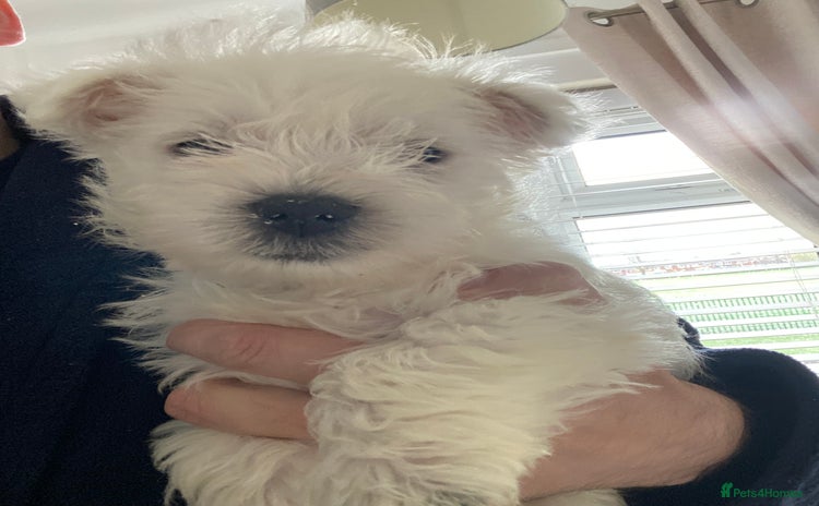 West Highland Terrier dogs Westie pups - Advert 1