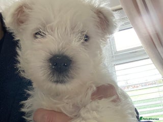 West Highland Terrier dogs Westie pups - Advert 5