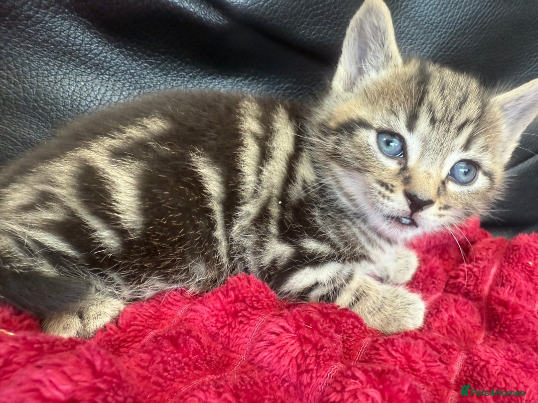 Domestic Shorthair cats for sale: 6 adorable kittens, healthy and playful 😍😻 - Image 4
