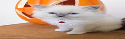 Ragdoll cats for sale: 🏆Tica Registered kittens from EU champion lines🏅 - Advert 18