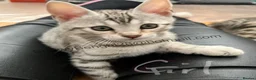 Bengal cats for sale: Snow Bengal 12 weeks GIRL kitten for sale  - Advert 7