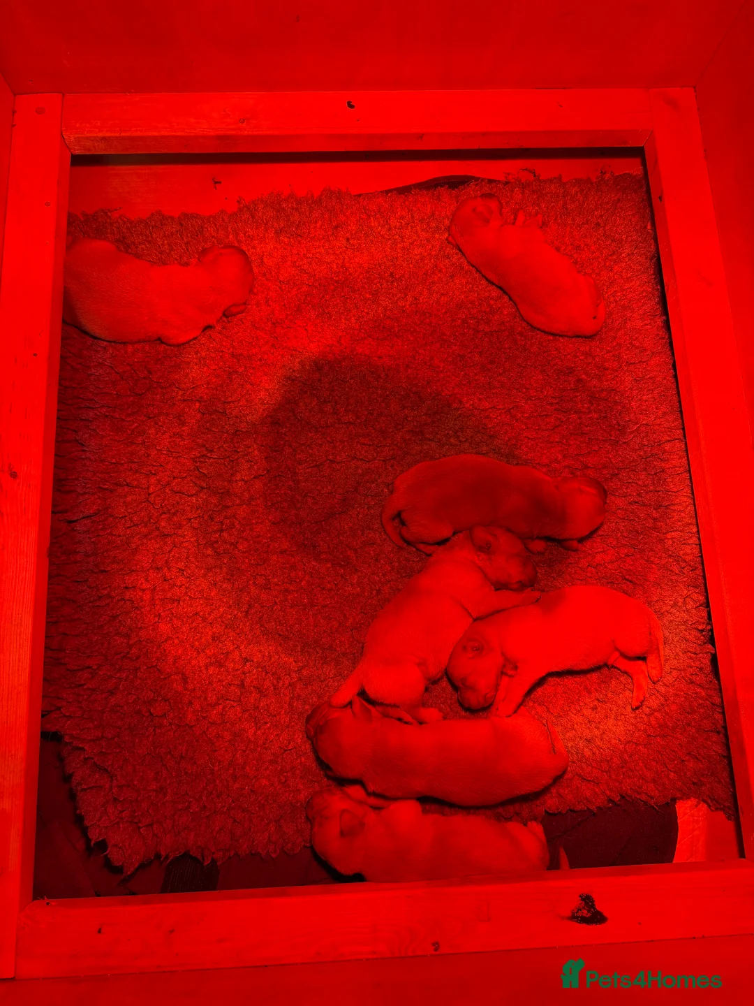 Labrador Retriever dogs for sale: FOX RED / GOLDEN LABRADOR PUPPIES - Advert 5