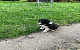 Border Collie dogs for sale: 12 Border Collie Puppies for sale  - Image 7