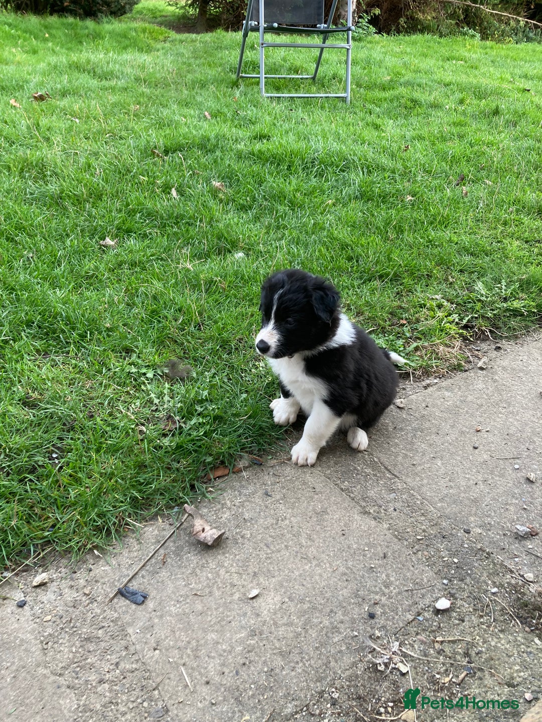 Border Collie dogs for sale: 12 Border Collie Puppies for sale  - Image 7