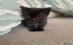 Mixed Breed cats for sale: Beautiful friendly kittens  - Image 5