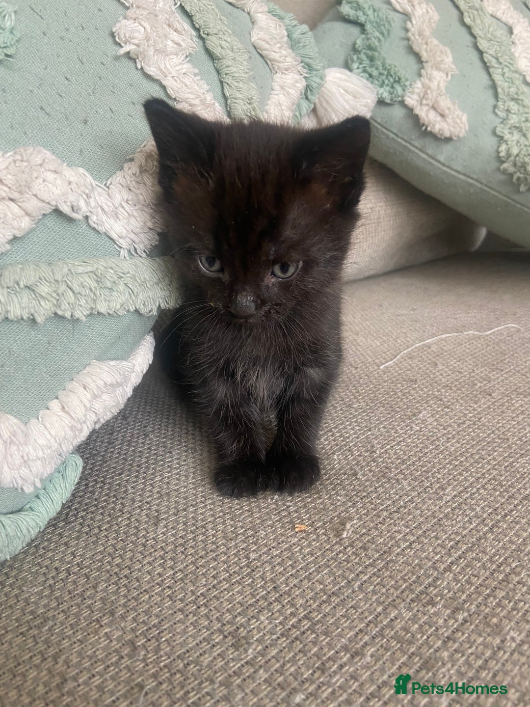 Mixed Breed cats for sale: Beautiful friendly kittens  - Image 5