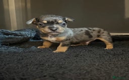 Jack Russell dogs for sale: 9 Jack Russel merles - Image 3