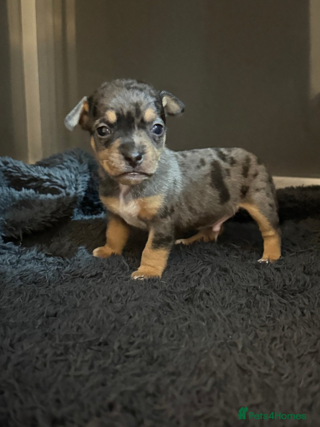 Jack Russell dogs for sale: 9 Jack Russel merles - Image 3