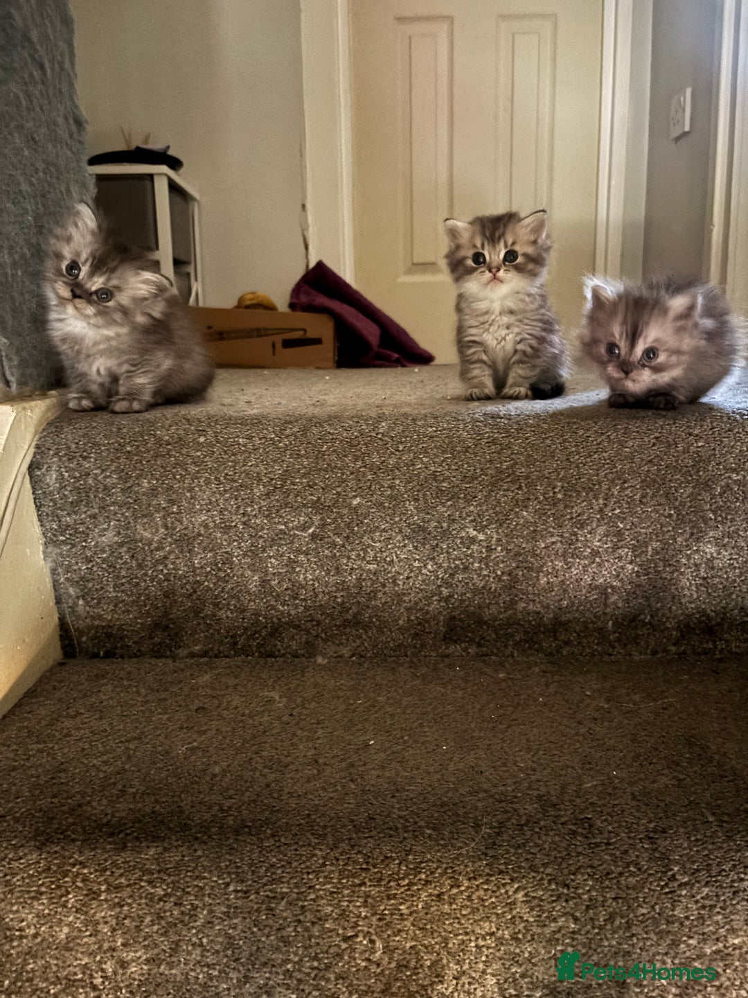 Perdoll cats for sale: Beautiful perdoll babies - Image 16