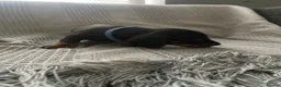 Miniature Dachshund dogs for sale: Beautiful Black and Tan miniature dachshund  - Advert 20