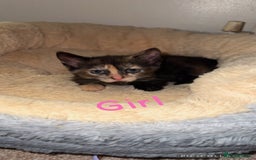 British Shorthair cats for sale: I have 5 beautiful cuddly kittens left  - Image 3