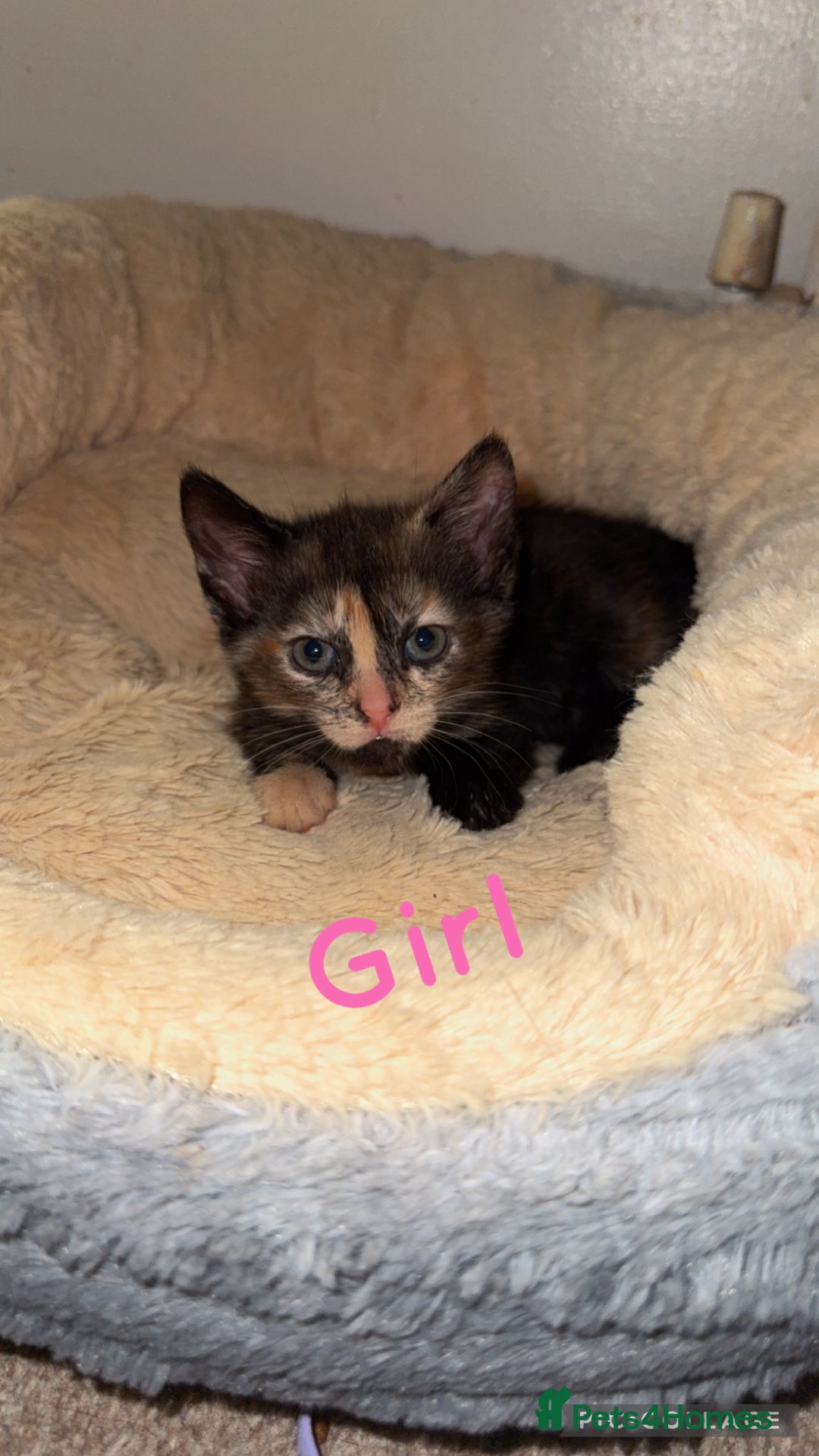 British Shorthair cats for sale: I have 5 beautiful cuddly kittens left  - Image 3