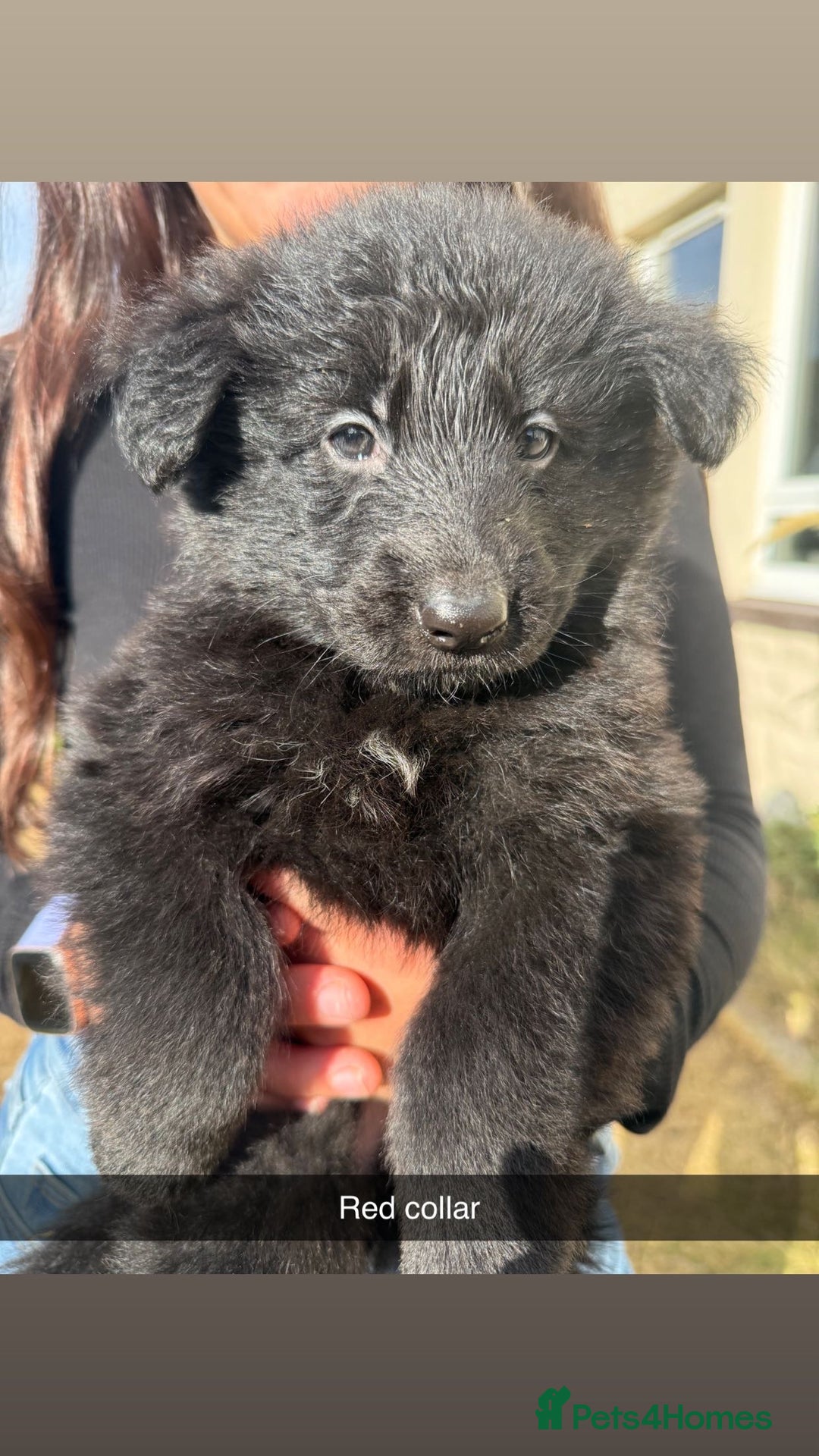 German Shepherd dogs for sale: German shepherd puppies  - Image 6