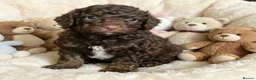Mixed Breed dogs for sale: ADORABLE F1BB GOLDENDOODLE PUPPIES - Advert 20