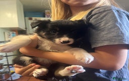 Border Collie dogs for sale: 7 collie puppies available end of October  - Image 4