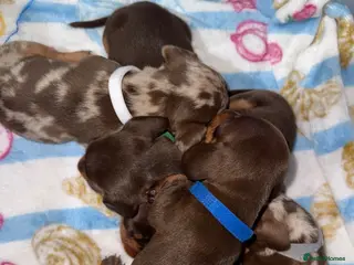 Miniature Dachshund dogs Miniature dachshund puppies - Advert 12