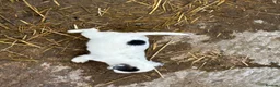 Jack Russell dogs for sale:  Tri coloured Jack Russel Pups! - Advert 13