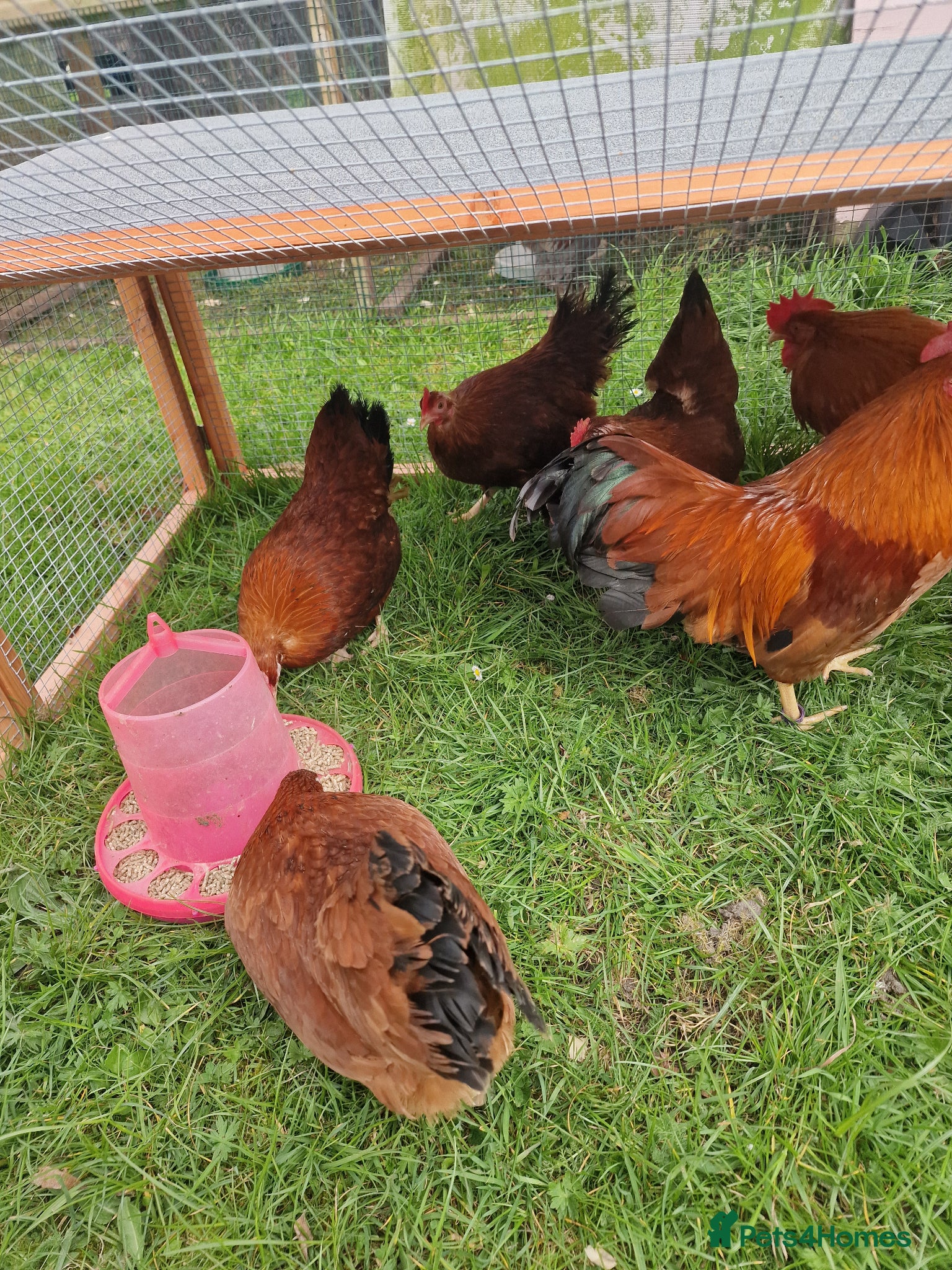 Chickens poultry for sale: Chicks for sale  - Advert 5