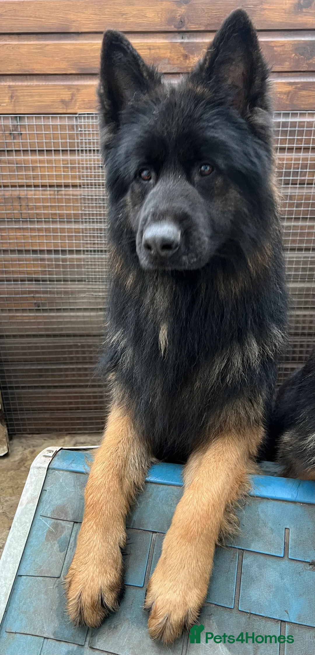 German Shepherd dogs for stud: German Shepherd Boy - Advert 2