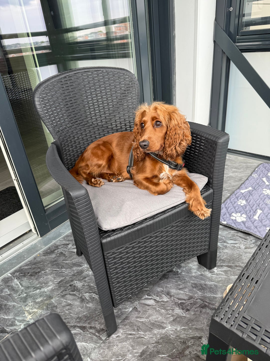 Cockapoo dogs for sale: Coco  - Image 1