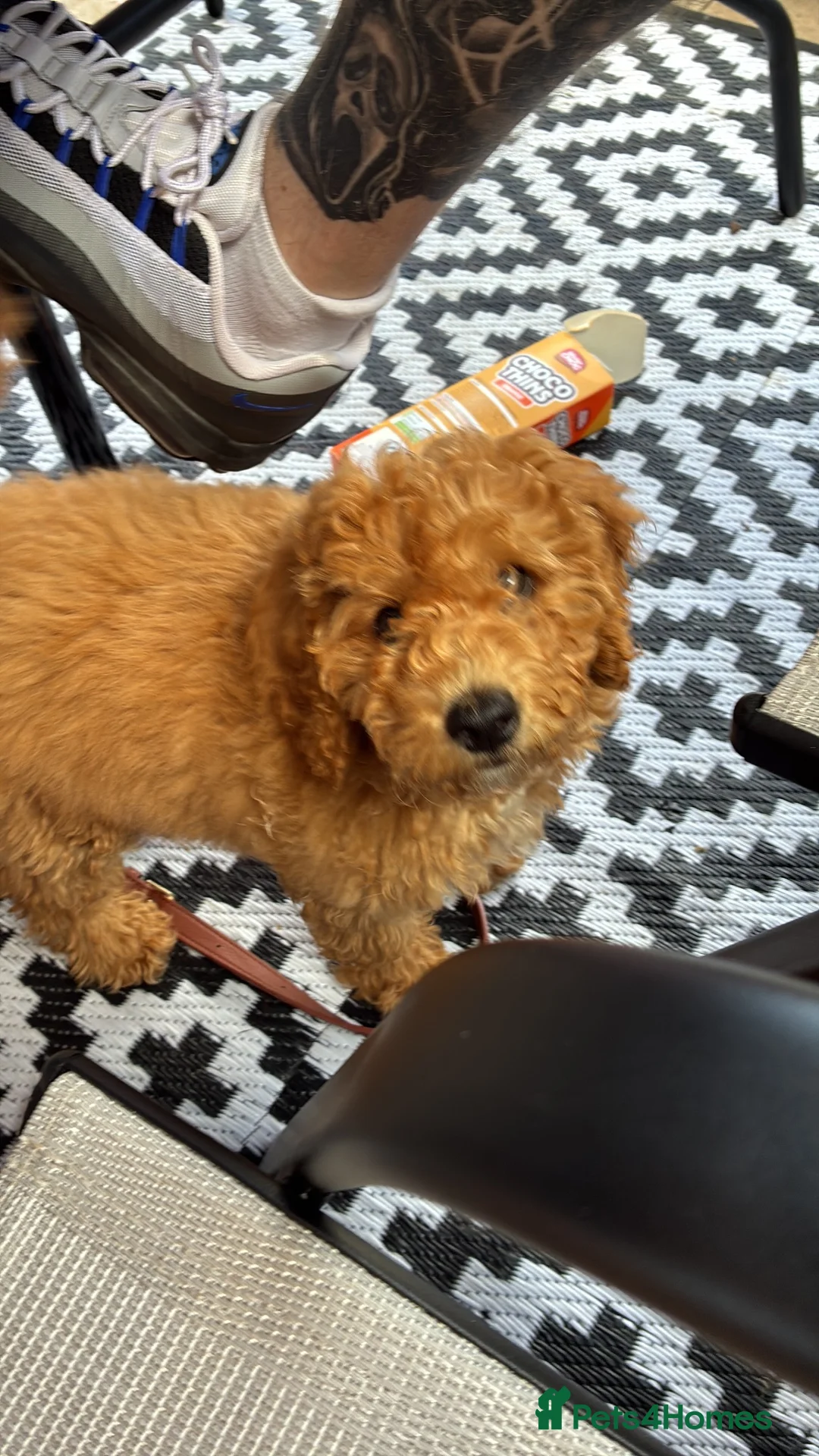 Mixed Breed dogs for sale: Female Cockapoo x maltipoo - Advert 6