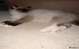 Ragdoll cats for sale: 3 month male ragdoll - Advert 8