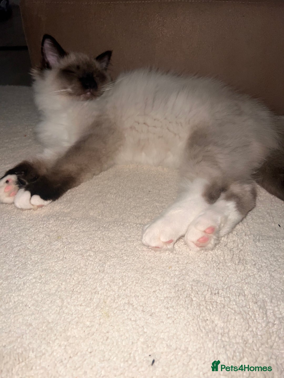 Ragdoll cats for sale: 3 month male ragdoll - Advert 8