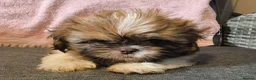 Shih Tzu dogs for sale: Quality Half Imperial Shihtzus. - Advert 5
