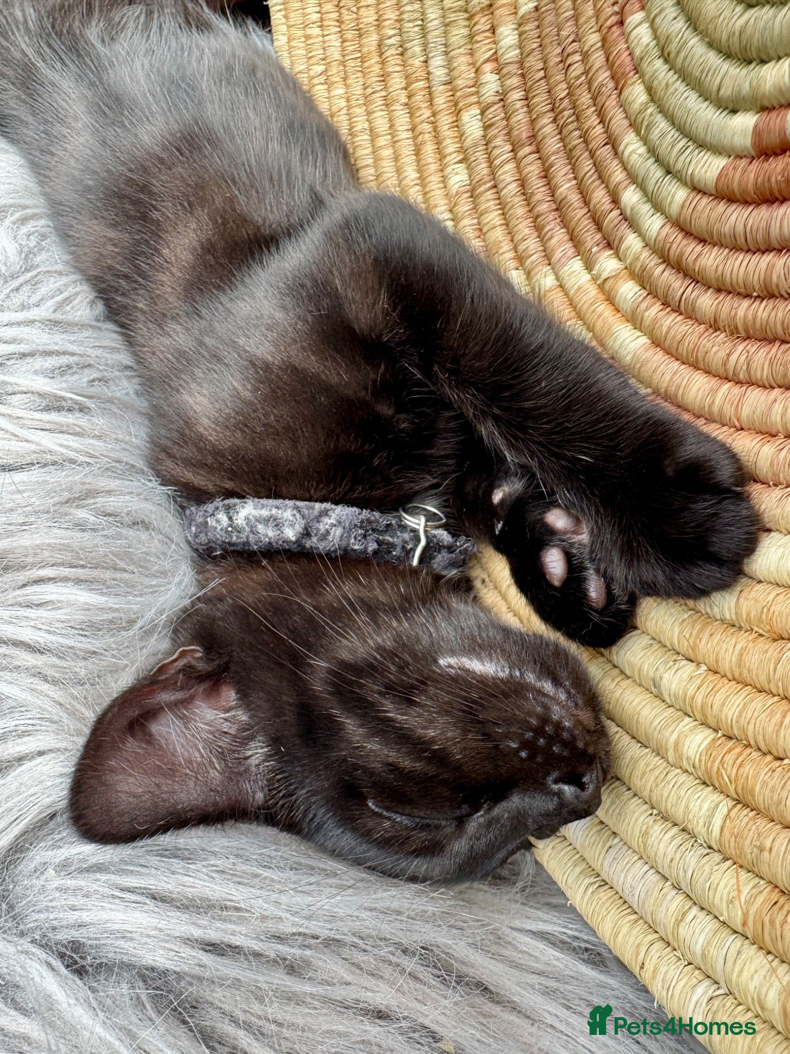 British Shorthair cats British Shorthair kitten LAST KITTEN - Advert 1