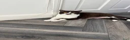 British Shorthair cats for sale: BSH kittens TICA registered 💙🩷 - Advert 9