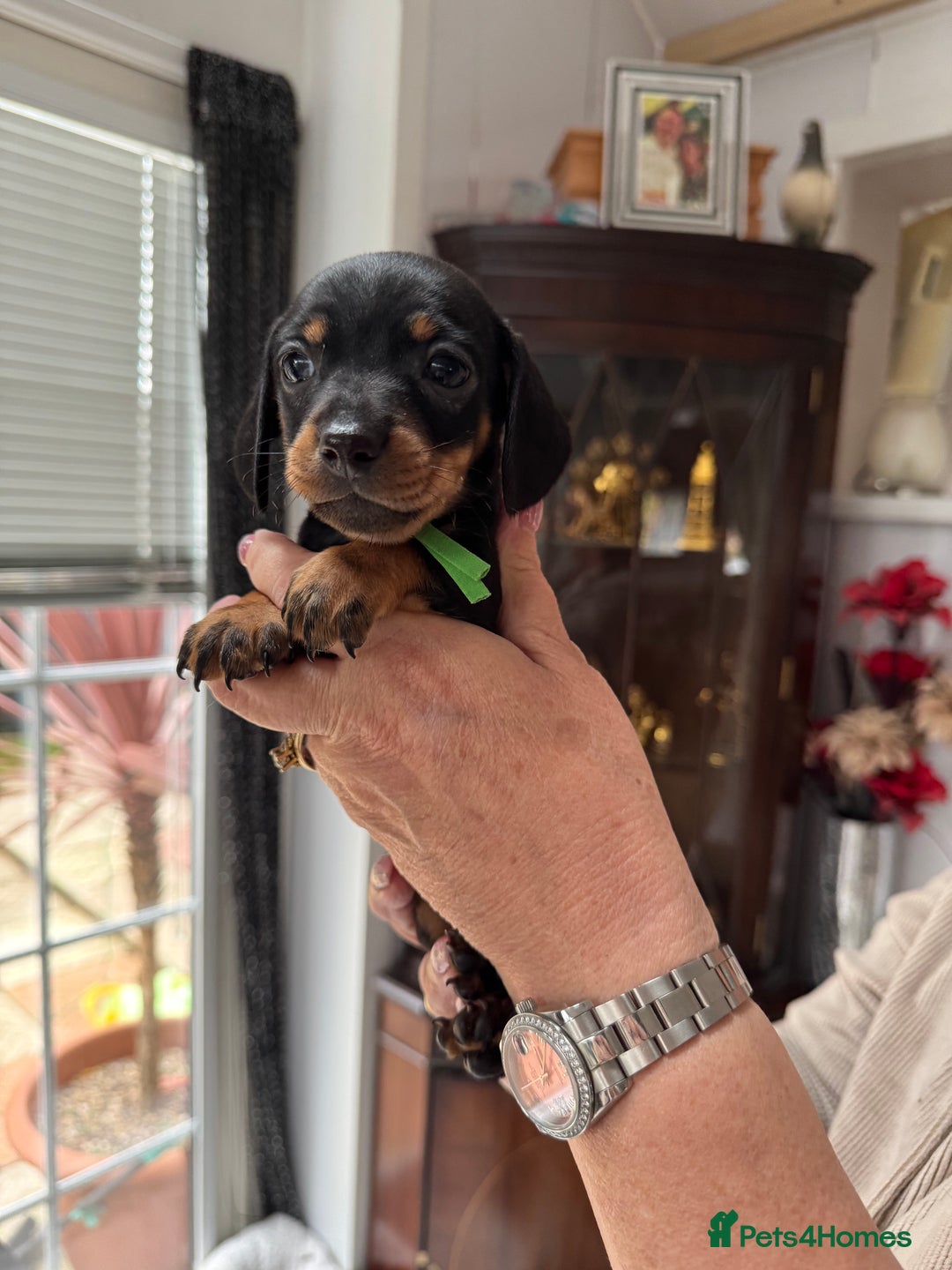 Miniature Dachshund dogs for sale: Miniature dachshund puppies - Image 13
