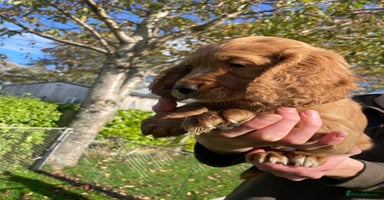 Cocker Spaniel dogs - Advert 1