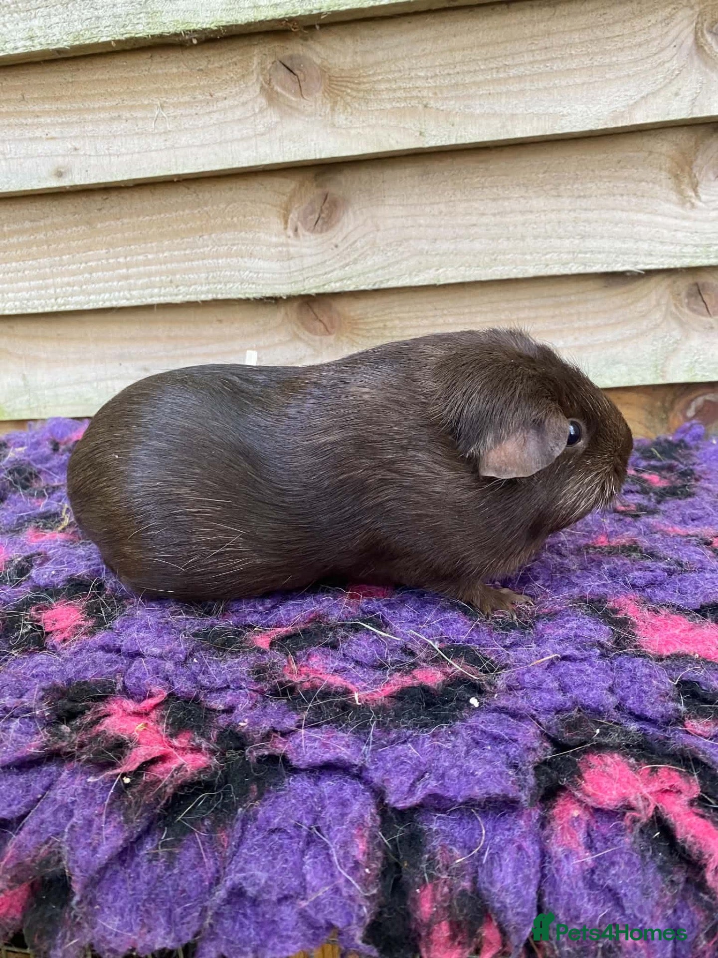 Guinea Pig rodents Female guinea pigs forsale  - Advert 17