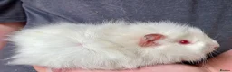 Guinea Pig rodents for sale: 10 week old male guinea pigs in Torrington - Advert 6