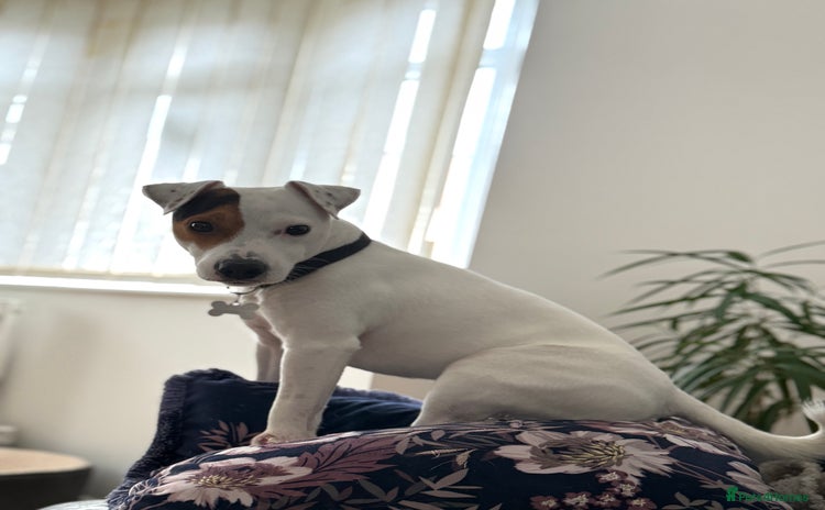 Jack Russell dogs - Advert 1