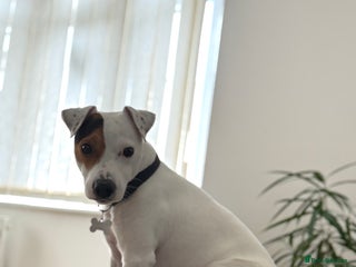 Jack Russell dogs - Advert 10