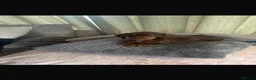 Dachshund dogs for sale: CHOCOLATE GORGEOUS DACHSHUND LAST ONE REMAINING  - Advert 4