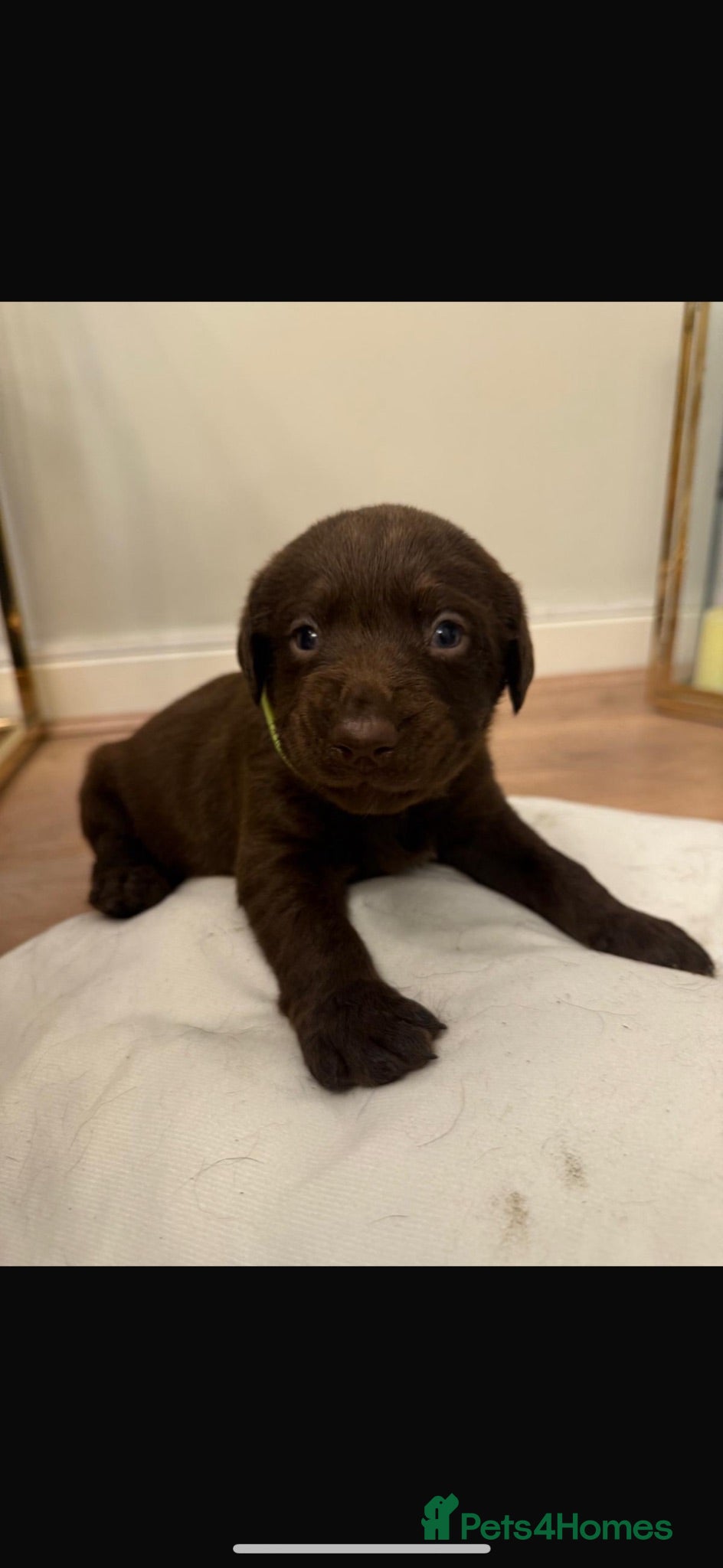 Labrador Retriever dogs Chocolate Labradors - Advert 2