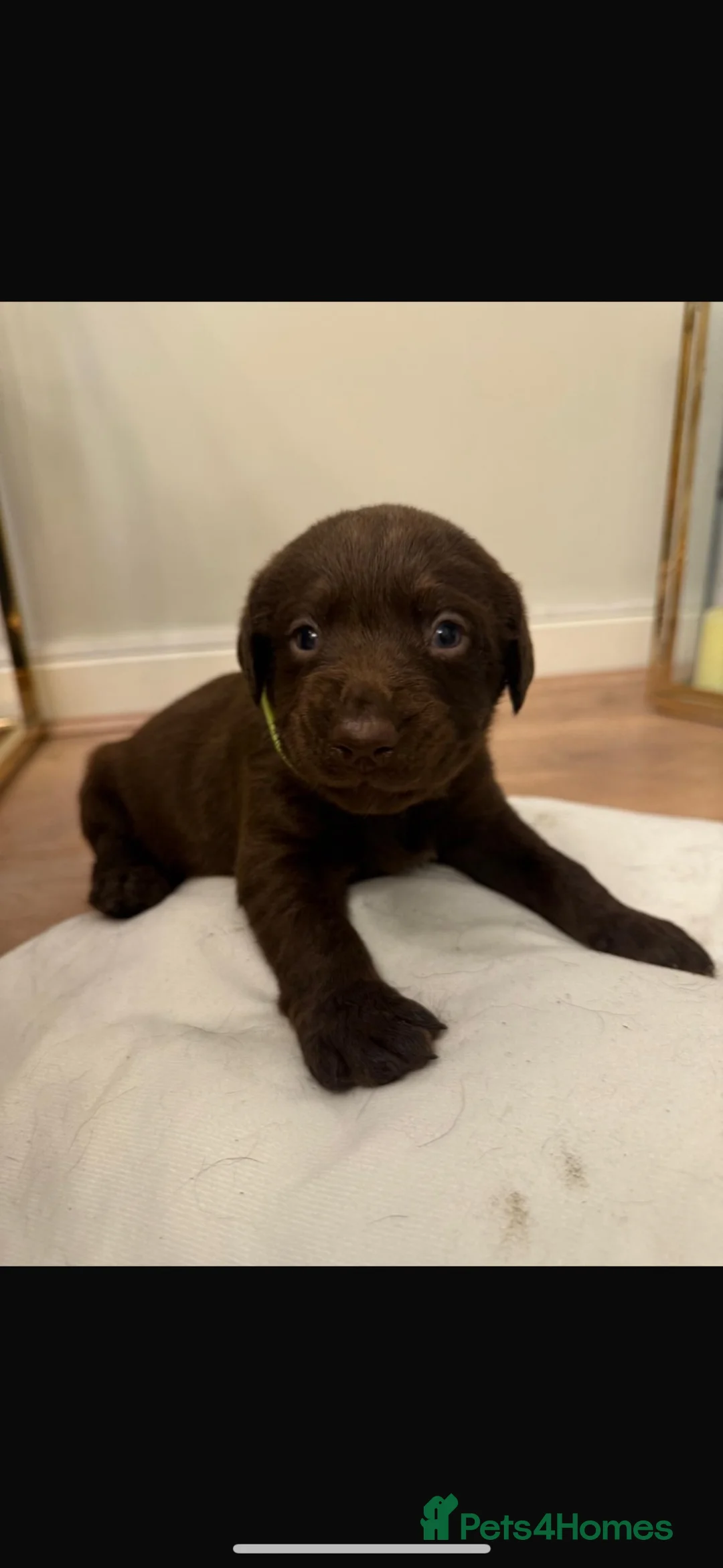 Labrador Retriever dogs for sale: Chocolate Labradors in Tamworth - Advert 2