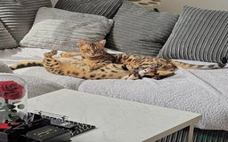 Bengal cats for sale: Young Bengals Males & Females - Image 7